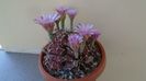 Gymnocalycium friedrichii, colonie