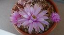 Gymnocalycium friedrichii, colonie