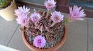 Gymnocalycium friedrichii, colonie