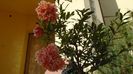 Punica granatum cv. Lagrelliae