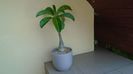 Pachypodium decaryi