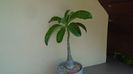 Pachypodium decaryi