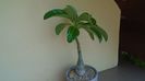 Pachypodium decaryi
