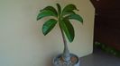 Pachypodium decaryi