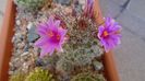 Mammillaria grahamii ssp. sheldonii