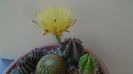 Echinocereus subinermis