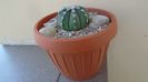 Astrophytum asterias