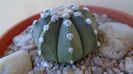 Astrophytum asterias