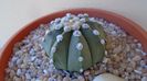 Astrophytum asterias