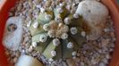 Astrophytum asterias