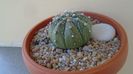 Astrophytum asterias hb.