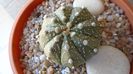 Astrophytum asterias hb.