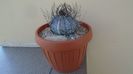 Astrophytum capricorne