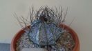 Astrophytum capricorne
