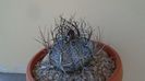 Astrophytum capricorne
