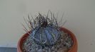 Astrophytum capricorne
