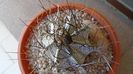 Astrophytum capricorne