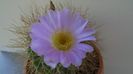Acanthocalycium spiniflorum