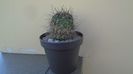 Lobivia jajoiana cv. Anemone (Echinopsis marsoneri)