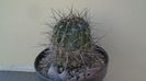 Lobivia jajoiana cv. Anemone (Echinopsis marsoneri)