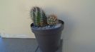 Thelocactus bicolor ssp. pottsii