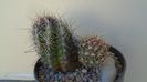 Thelocactus bicolor ssp. pottsii