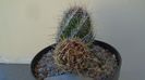 Thelocactus bicolor ssp. pottsii