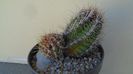 Thelocactus bicolor ssp. pottsii