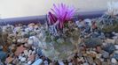 Turbinicarpus viereckii