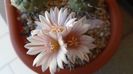 Turbinicarpus hb.