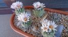 Turbinicarpus hb.