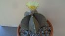 Astrophytum coahuilense