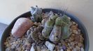 Stenocereus beneckei, 2 ex.