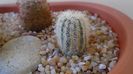 Echinocereus reichenbachii v. albispinus