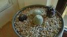 Grup de 4 cactusi