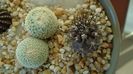 Copiapoa griseoviolacea