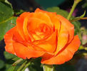 France Libre (Tufa) 50