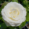 White Chocolate (Tufa) 60