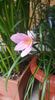 zephyranthes rosea