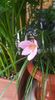 zephyranthes rosea