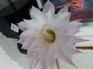 Echinopsis hb MP 2229
