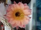 Echinopsis hb MP 2035