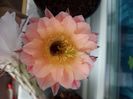 Echinopsis hb MP 2035