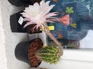 Echinopsis hb MP 2229