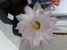 Echinopsis hibrid MP 2229