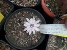 Gymnocalycium multiproliferum