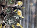 Notocactus submammulosus