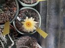 Notocactus submammulosus