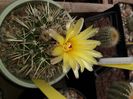 Notocactus submammulosus