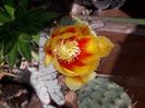 Opuntia azurea